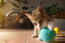 1 Month Year Old Thai Kitten Playing Blue Ball Of Yarn