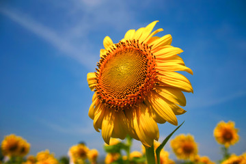 Wall Mural - Sunflower in blue sky