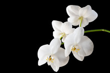 Branch Of A Blossoming White Orchid On Isolated Black Background. Selective Focus