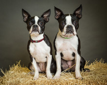 Two Boston Terriers