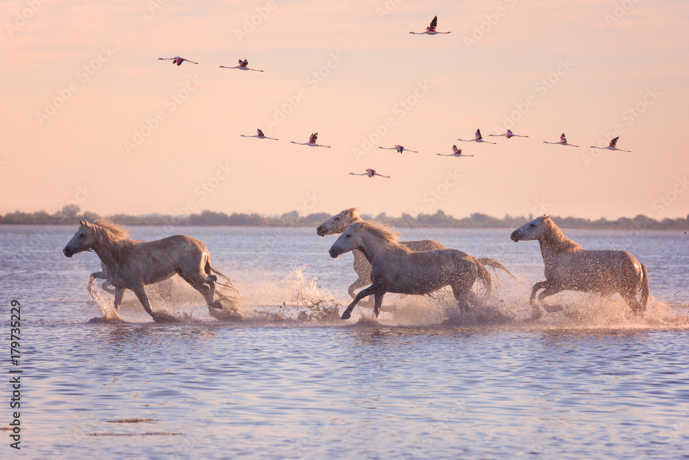 Beautiful white horses running on the water against the background of flying flamingos at soft sunset light, Parc Regional de Camargue, Bouches-du-rhone, Provence - Alpes - Cote d'Azur, south France - obrazy, fototapety, plakaty 
