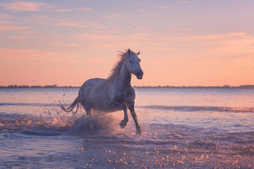 Wall Mural - Beautiful white horse galloping on the water at soft sunset light, Parc Regional de Camargue, Bouches-du-rhone department, Provence - Alpes - Cote d'Azur region, south France