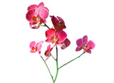 Fototapeta Storczyk - Orchid flower branch on white background, isolated 