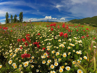 Wall Mural - Field with bright red poppies and chamomile.