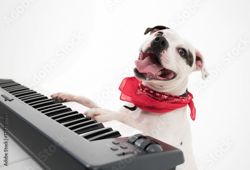 dogs making music