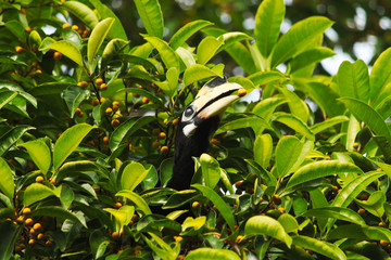 Head of hornbill sitting on a tree in a jungle with small fruit in his beak.
