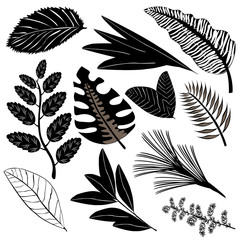  Black icons of leaves of different plants. Set of tropical leaves. Black silhouettes of leaves isolated on a white background. The leaves of the trees. Vector illustration in flat style.