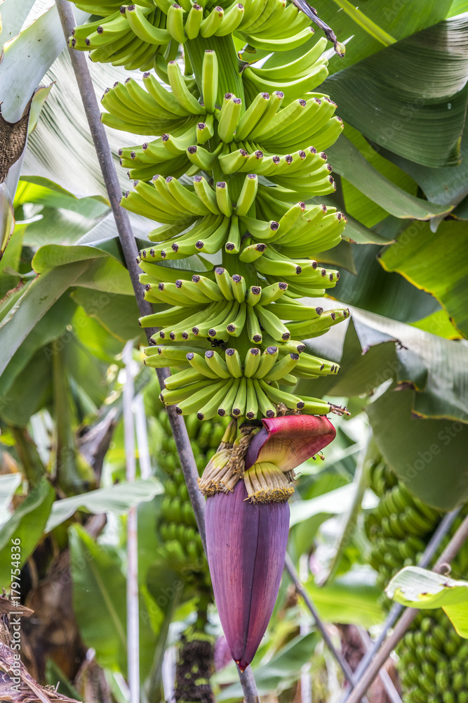 Grne Bananen wachsen an einer Bananenstaude mit violetter Blte Stock  Photo | Adobe Stock