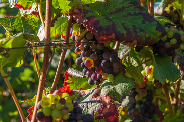 Pinot grapes in Champagne, France