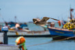 Gull in flight passing fishing boats, Paracas, Peru.