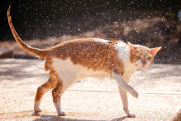 Unhappy wet cat