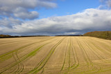 Fototapeta Krajobraz - patterned wheat field
