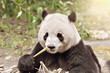 Giant Panda eats bamboo.