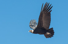 Andean Condor In Flight