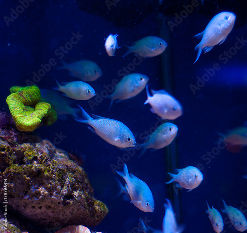 Zdjęcie XXL dużo małych ryb pod wodą w oceanie