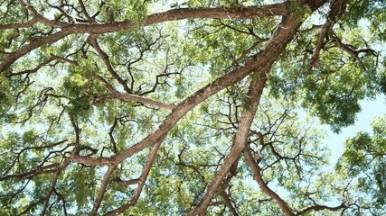 Canvas Print - branches of big tree, old tree with green spring leaves. refreshing and oxygen