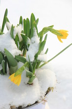 Daffodil Bulbs In The Snow