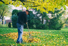 Man Raking Fallen Leaves In The Garden, Senior Man Gardening During Autumn Season, Cleaning Lawn In Backyard Under A Tree