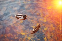 A Pair Of Beautiful Mallard Ducks Swim In Transparent Water, Reflecting Golden Sunlight, The Autumn Pond With Fallen Maple Leaves, Top View.