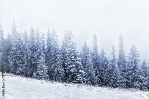 Plakat Jodły w Karpatach podczas opadów śniegu, fascynujący zimowy krajobraz.