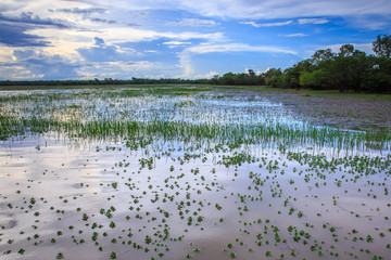 Wall Mural - Flooded Grass at Yellow Water Billabong, Kakadu NP.