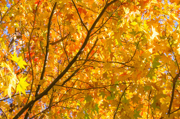 秋・カエデの紅葉