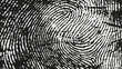Original fingerprint pattern. Black stripes on white background.