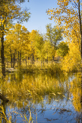 Wall Mural - Golden autumn in a sunny day