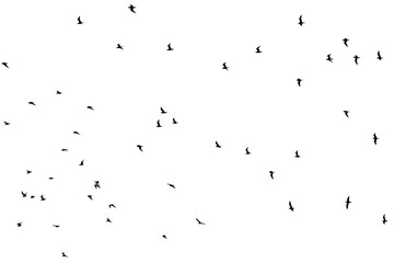 Canvas Print - silhouette of a flock of birds on a white background