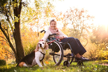 An elderly woman in wheelchair with dog in autumn nature.