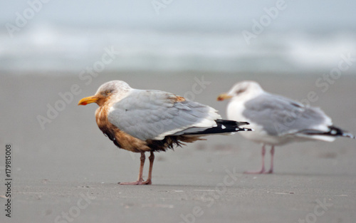 Oil spill on sea; an oiled Herring gull on the beach