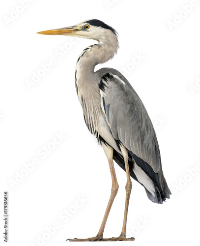 Fotomural Grey Heron standing, Ardea Cinerea, 5 years old, isolated on whi