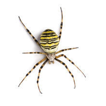 Wasp Spider Viewed From Up High, Argiope Bruennichi, Isolated On