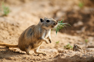 the great gerbil (rhombomys opimus). the great gerbil is a large gerbil found throughout much of cen