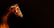 Bay horse portrait over a black background. Close-up beautiful horse head isolated on dark background. Chestnut horse isolated.  