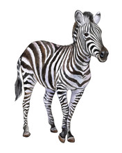 Zebra Isolated On White Background. Watercolor. Illustration. Picture. Clip-Art. Close-up. Handmade