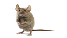 Wood Mouse In Front Of A White Background