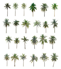 Wall Mural - collection Palm coconut the garden isolated on white background