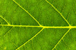 © knlml - Natural Green Leaf Texture