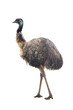 ostrich Emu