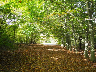 Fall hiking through the forest