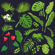 Tropic Leaves and Flowers  Set