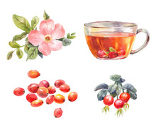 Rosehips Watercolor. Tea With Rose Hips. Flower, Berries, And Infusion Branch.