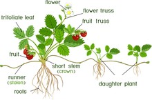 Parts Of Plant. Morphology Of Garden Strawberry Plant With Roots, Flowers, Fruits, Daughter Plant And Titles