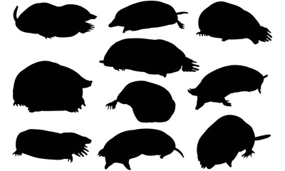 Wall Mural - Mole Silhouette Vector Graphics 