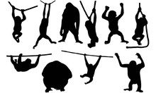 Orangutan Silhouette Vector Graphics 