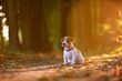 © Ivan Kmit - jack russel puppy on autumn alley