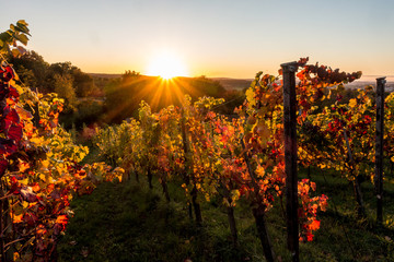 Wall Mural - Sonnenstrahlen und Weinlaub