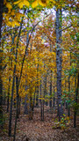 Fototapeta Las - Yellow Autumn Trees on Hiking Trail
