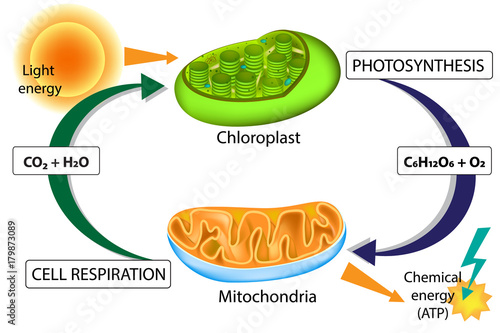 Photosynthesis and Cellular Respiration Stock Vector | Adobe Stock